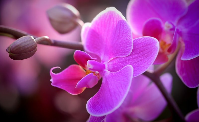 Pianta di Orchidea