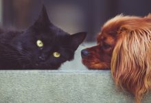 Photo of Cane o gatto? La tua scelta rivela molto sulla tua personalità