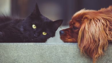 Photo of Cane o gatto? La tua scelta rivela molto sulla tua personalità