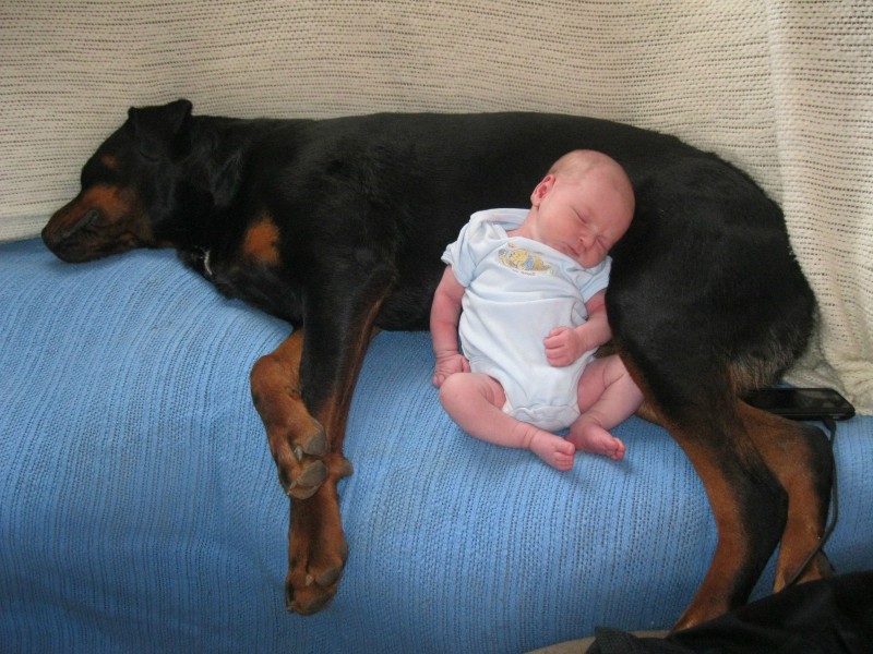 Cane Rottweiler salva neonato 