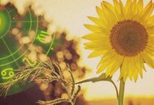 Photo of Colori, decorazioni ed essenze per ogni segno Zodiacale. Entra nel giardino della tua personalità