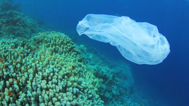 Photo of Basta agli oggetti in plastica monouso. Entro il 2021 saranno vietati nei Paesi UE