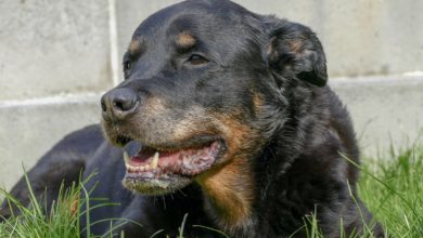 Photo of Un rottweiler si prende cura di un neonato per una notte intera e gli salva la vita