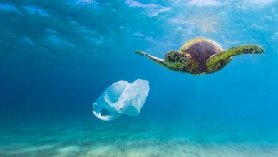 Photo of 10 motivi per cui non dovresti usare i sacchetti di plastica per la spesa