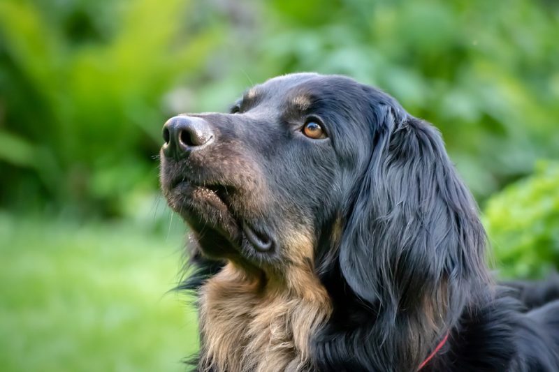 I cani percepiscono le vere intenzioni degli umani 