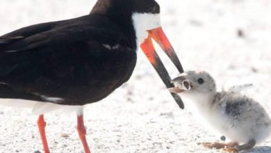 Photo of Un uccello marino nutre il suo pulcino  con un mozzicone di sigaretta. L’immagine virale lascia il mondo attonito