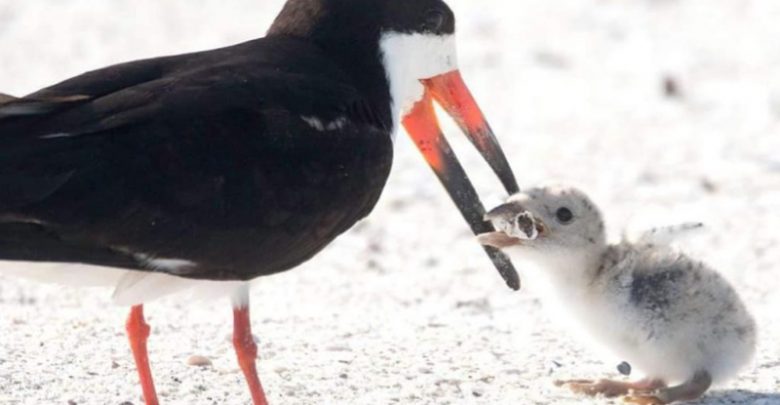 Uccello marino nutre il suo pulcino con un mozzicone di sigaretta