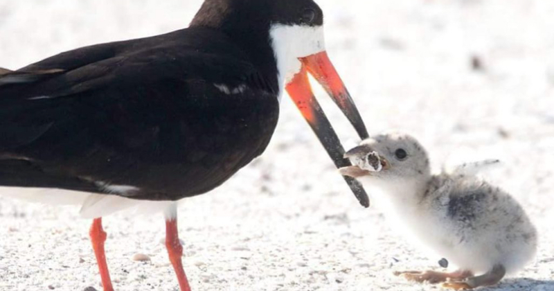 Uccello marino nutre il suo pulcino con un mozzicone di sigaretta