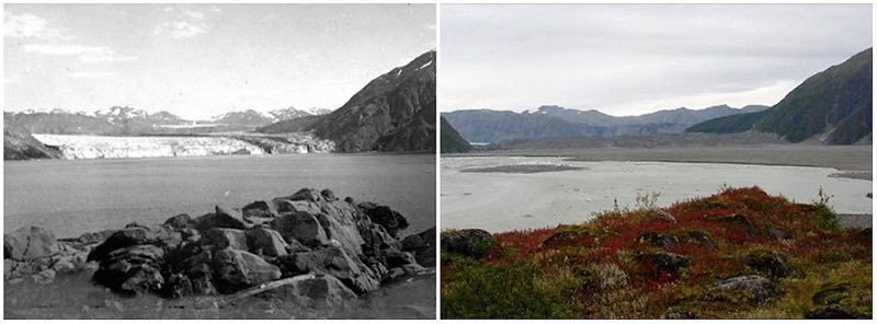 Ghiacciaio dell'orso, Alaska