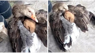 Photo of Un’oca scalda sotto le sue ali un cagnolino smarrito. Una scena che scalda anche i nostri cuori