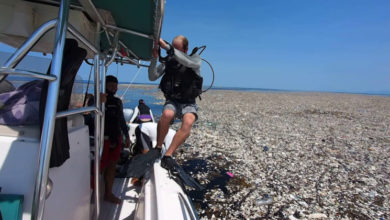 Photo of Il mare di plastica scoperto nei Caraibi diventa sempre più vasto e soffoca la fauna locale