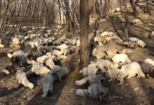 Photo of 174 volpi bianche vengono liberare da un allevamento di pellicce. Il video emoziona il web