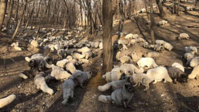 Photo of 174 volpi bianche vengono liberare da un allevamento di pellicce. Il video emoziona il web