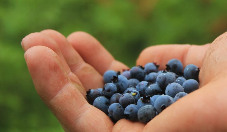 Alberi da frutto, more e mirtilli gratis in Danimarca 