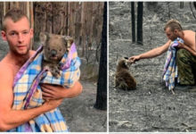 Photo of Australia. Cacciatore rischia la vita per salvare i koala dalle fiamme