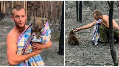 Photo of Australia. Cacciatore rischia la vita per salvare i koala dalle fiamme