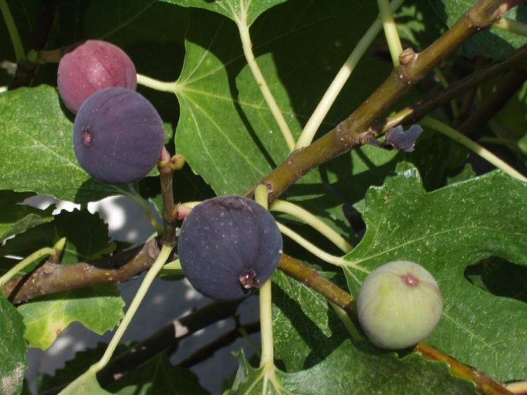 I fichi non sono frutti, sono fiori 