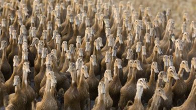 Photo of La Cina pronta a sfidare l’invasione delle locuste con un “esercito” di 100.000 anatre