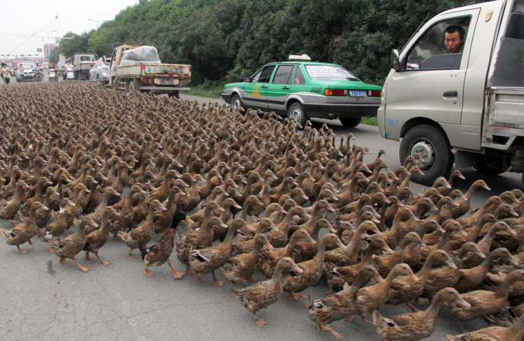 Anatre contro le locuste in Cina 