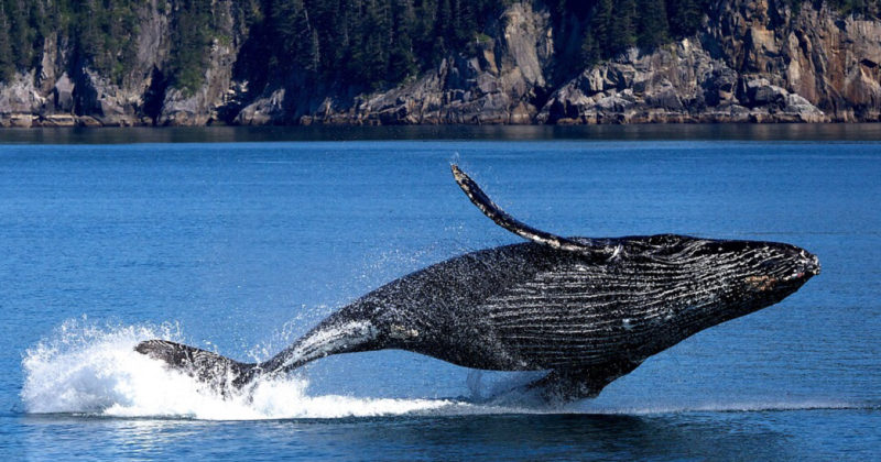 Le balene assorbono il 40-% della CO2