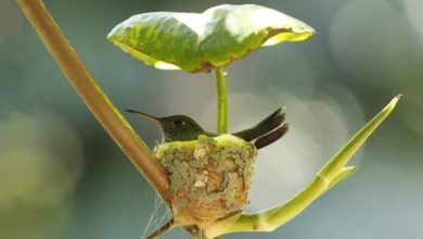 Photo of Mamma colibrì costruisce un nido dotato addirittura di un tetto per prendersi cura dei suoi piccoli in arrivo