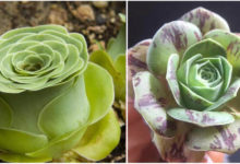 Photo of La rosa succulenta, una pianta grassa talmente bella che sembra uscita da una fiaba