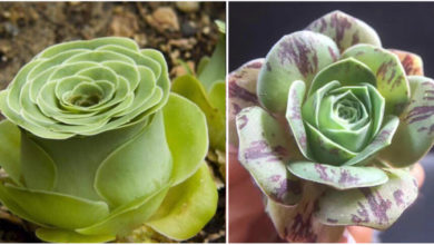 Photo of La rosa succulenta, una pianta grassa talmente bella che sembra uscita da una fiaba