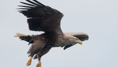 Photo of Dopo 240 anni l’aquila grigia torna a volare nei cieli inglesi