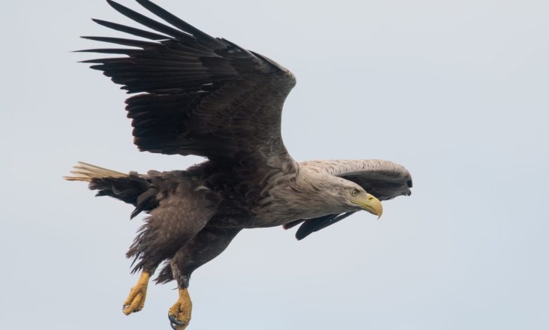 Aquila grigia nei cieli inglesi