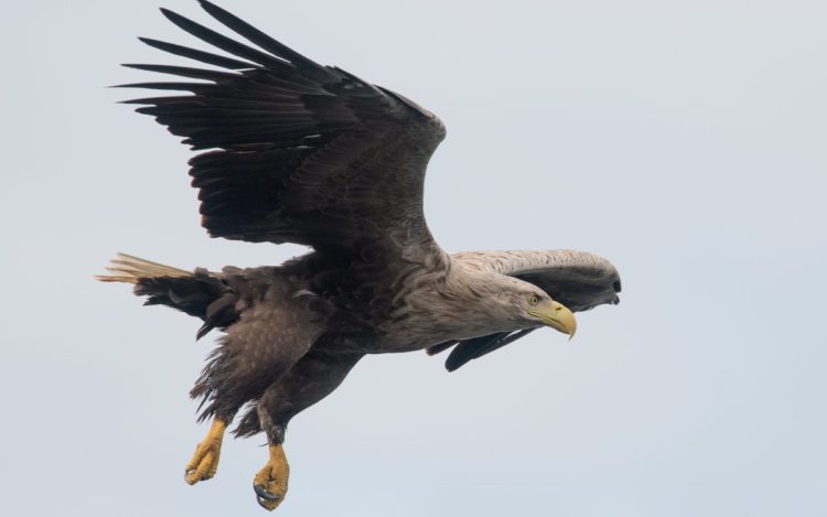 Aquila grigia nei cieli inglesi