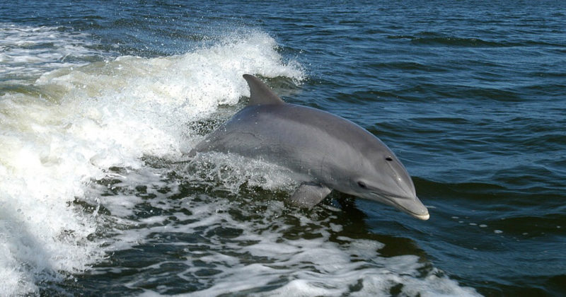 Delfini nei porti italiani