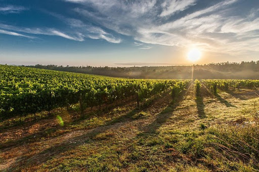 Una passeggiata tra vigneti e colline del Lago di Garda 