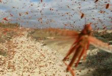 Photo of L’invasione di milioni di cavallette nei campi della Sardegna sta distruggendo pascoli e raccolti