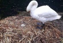 Photo of Distruggono il nido e le uova a sassate e il cuore del cigno non regge a tanto dolore. La storia che sdegna e commuove il web