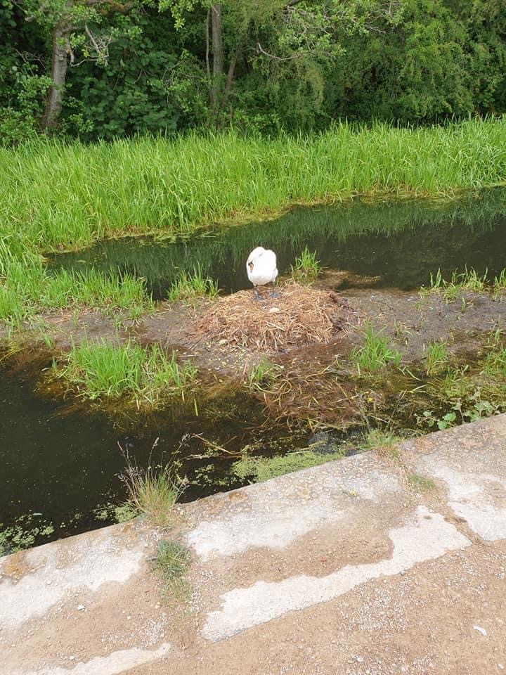 Cigno muore di crepacuore 