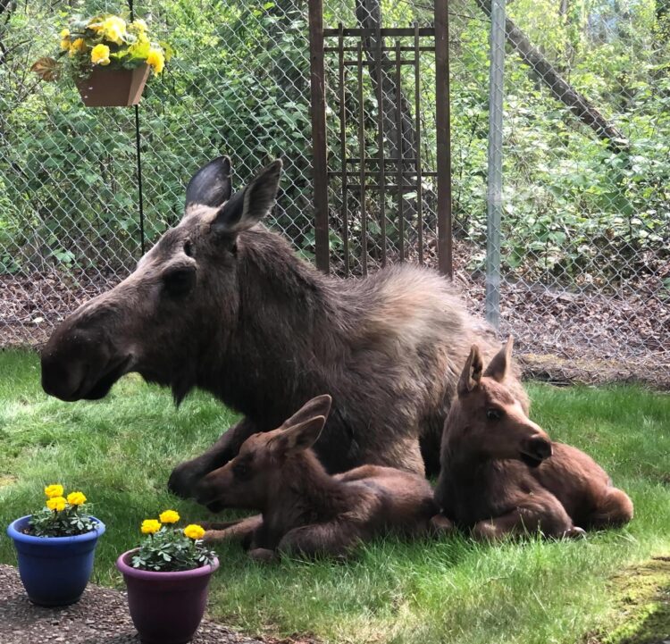 Mamma alce visita una famiglia 