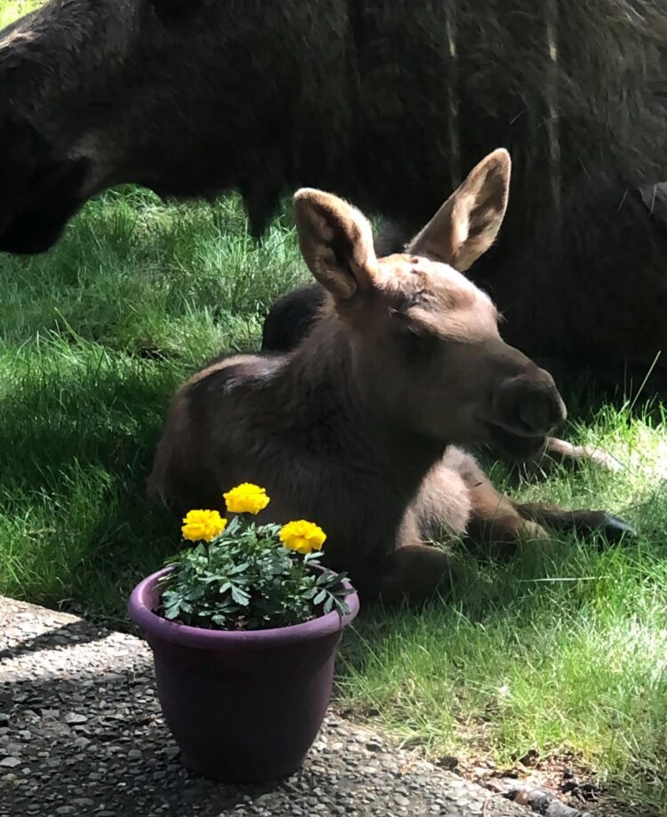 Cucciolo in visita 