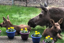 Photo of Mamma alce e i suoi cuccioli visitano il giardino di una famiglia