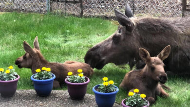 Photo of Mamma alce e i suoi cuccioli visitano il giardino di una famiglia