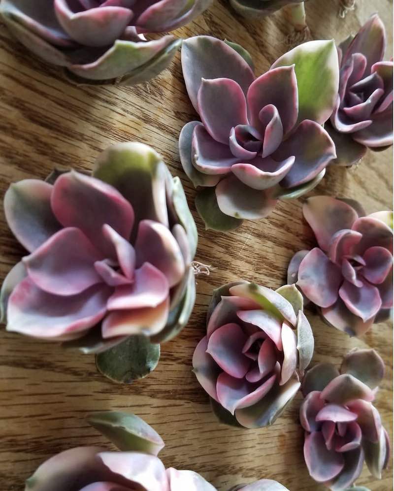 succulenta arcobaleno