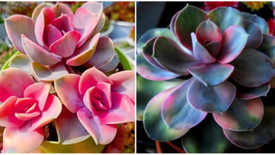 Photo of Succulenta arcobaleno, la pianta magica che cambia colore in base alle stagioni