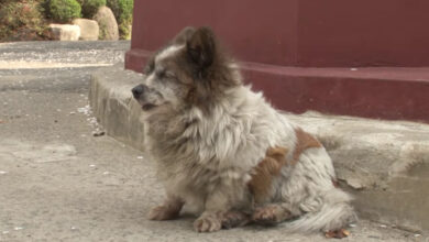 Photo of La storia della cagnolina cieca che da 10 anni aspetta il proprietario nello stesso posto dove è stata abbandonata