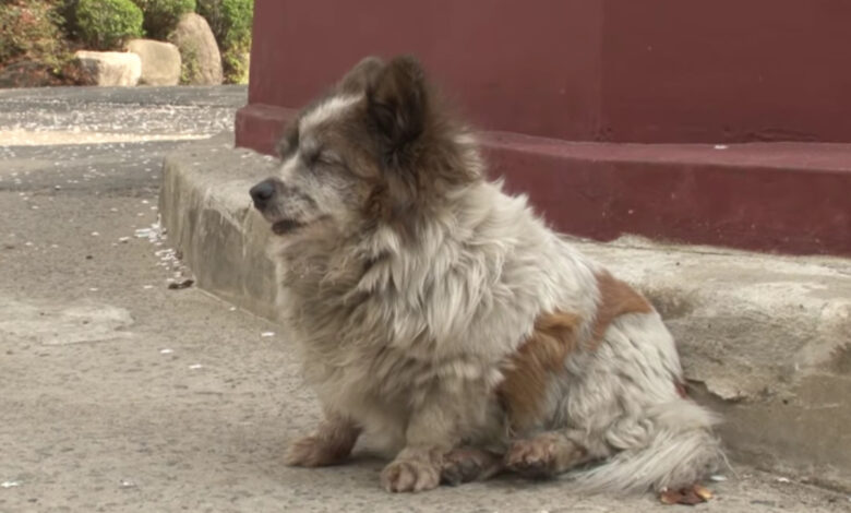 La cagnolina cieca aspetta il padrone