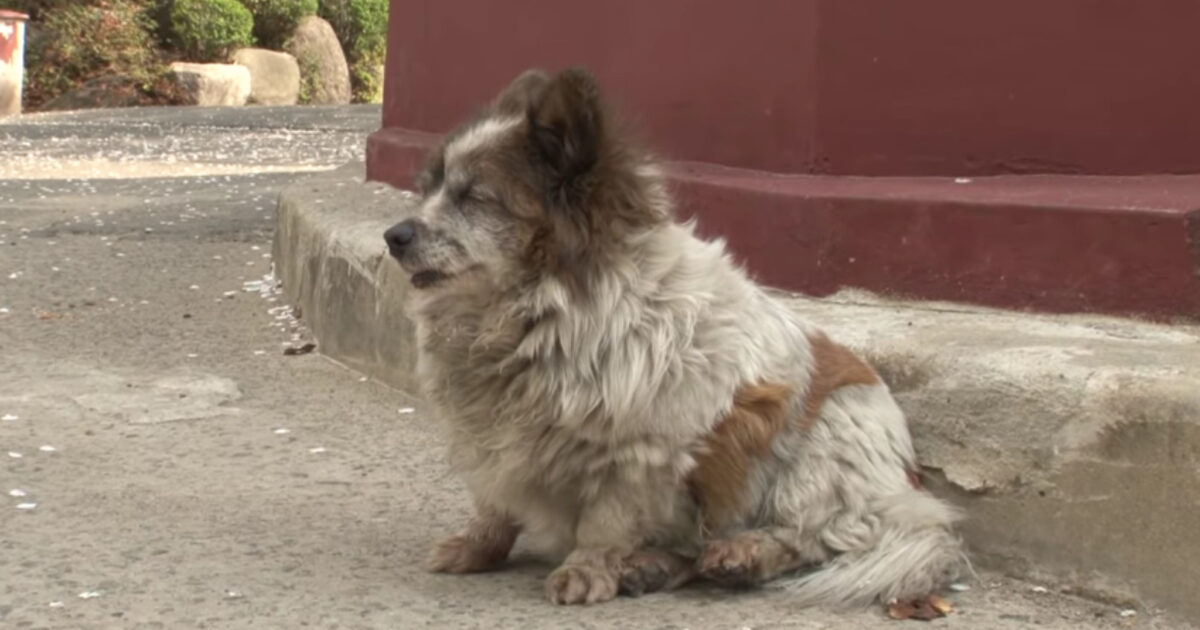 La cagnolina cieca aspetta il padrone