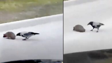Photo of Il corvo spinge un riccio per fargli attraversare velocemente la strada ed evitare che finisca sotto un’auto. Il video diventa subito virale