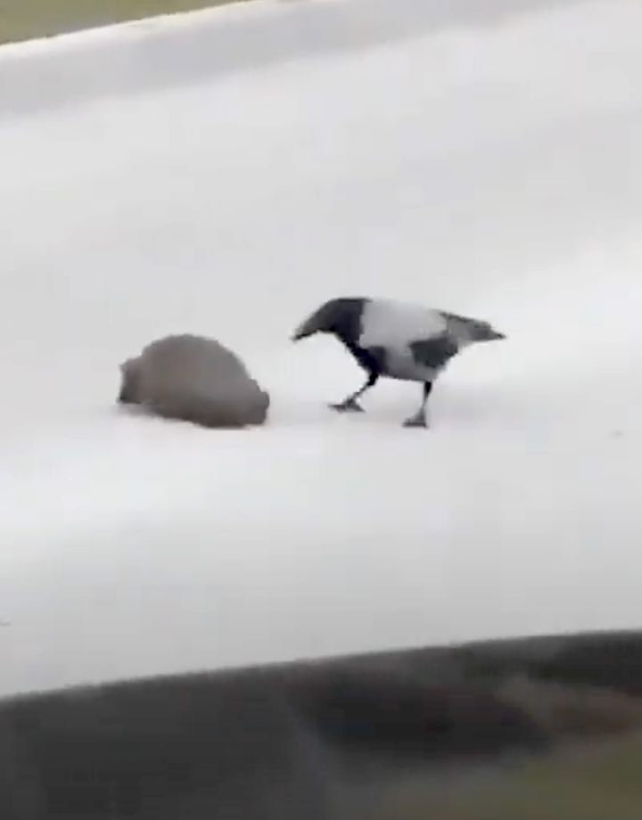 corvo spinge un riccio