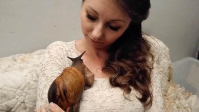 Photo of Una lumaca gigante come animale domestico da accudire. La passione di una ragazza che si rilassa accarezzandola