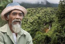 Photo of Un nonno di 68 anni ha piantato più di 11.000 alberi per riportare l’acqua nei boschi e contrastare la deforestazione