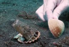 Photo of Un sub convince un piccolo polpo ad abbandonare un bicchiere di plastica dove si era rintanato in cambio di una conchiglia. Il video che lo riprende fa il giro del web