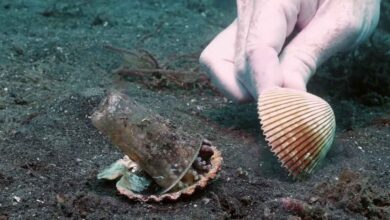 Photo of Un sub convince un piccolo polpo ad abbandonare un bicchiere di plastica dove si era rintanato in cambio di una conchiglia. Il video che lo riprende fa il giro del web